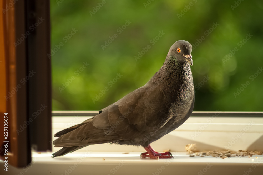 Obraz premium Dove on the windowsill