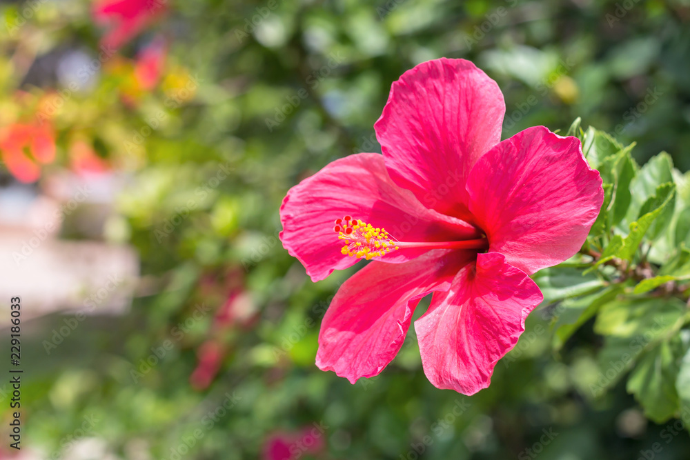 Close up of Beautiful Hibiscus,Chaba flower in blooming in the garden Close up of Beautiful Hibiscus,Chaba flower in blooming in the garden