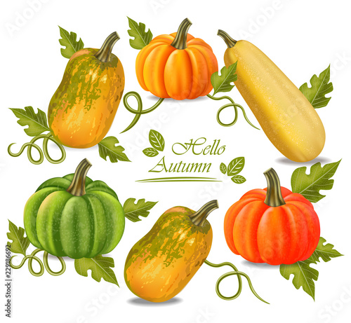 Autumn colorful pumpkins frame Vector. Fall season harvest detailed illustrat...