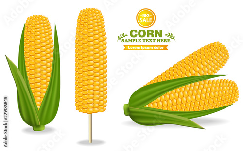 Corn harvest Vector. Detailed illustration label design decors 3d banner