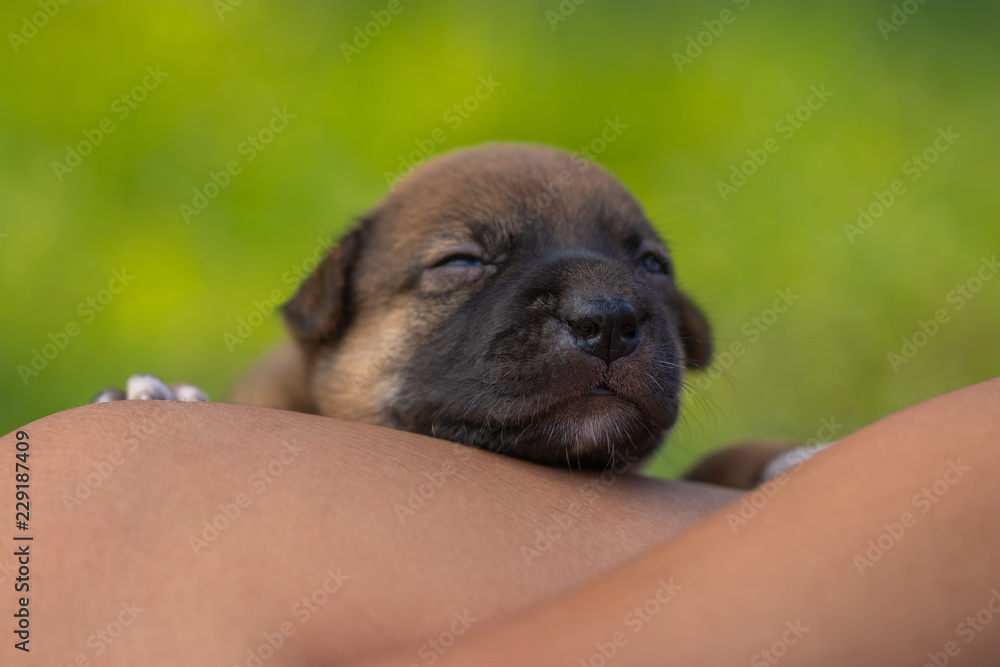 Cute little dog sleeping on leg of the owner. It's shaggy and look at camera. It's a clever animal. Soft focus and blur. Cute little dog sleeping on leg of the owner. It's shaggy and look at camera. It's a clever animal. Soft focus and blur.