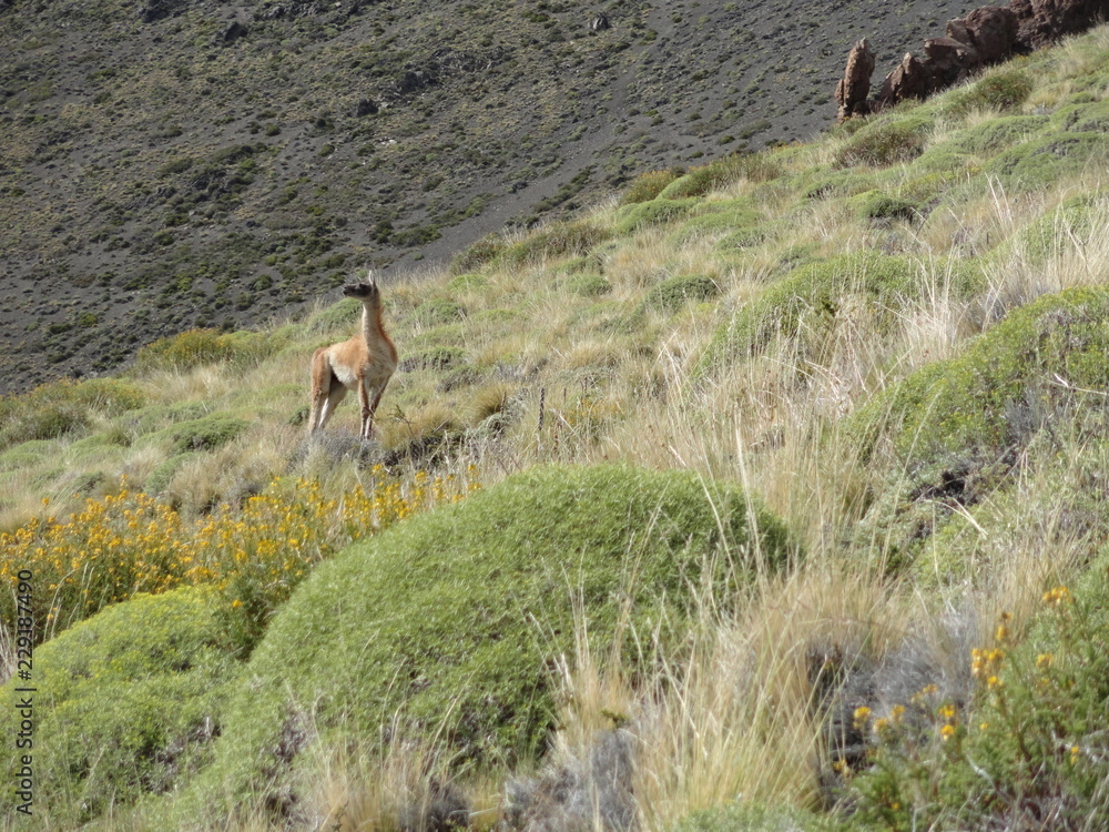 Scenic View Of Guanaco on its Environment Scenic View Of Guanaco on its Environment