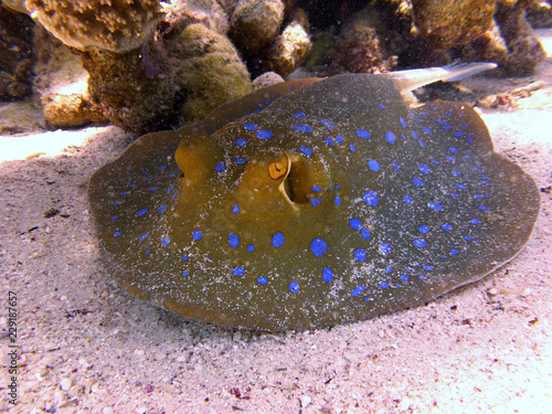 ray
