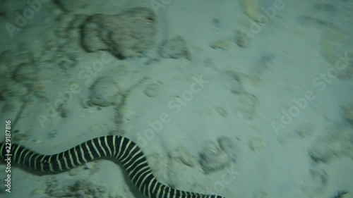 Zebra Moray Eel - Gymnomuraena zebra swim in the night over sandy bottom, Indian Ocean, Maldives photo