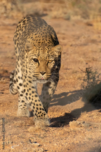 Leopard - Hammerstein Lodge photo