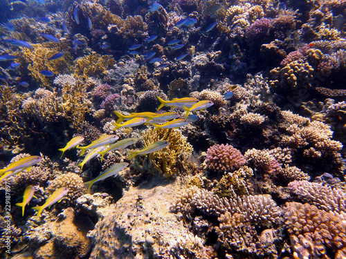 fish