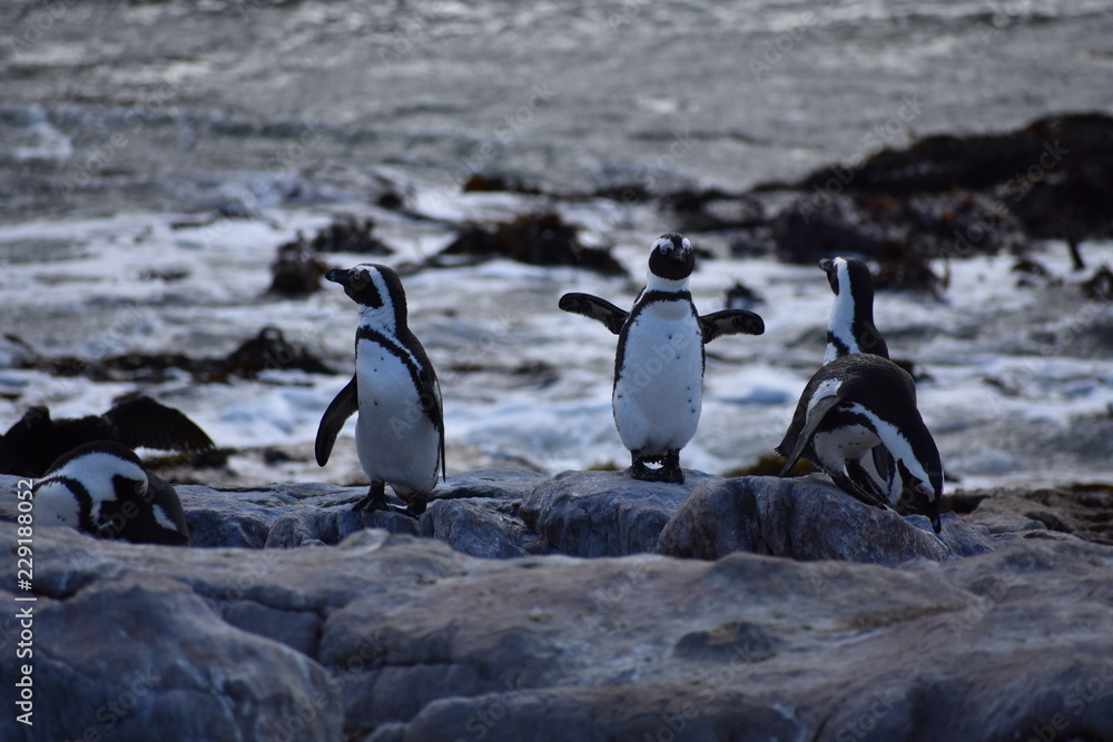 Fototapeta premium group of penguins