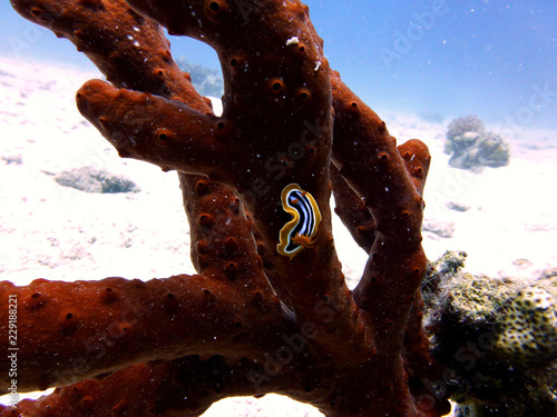fish on coral reef