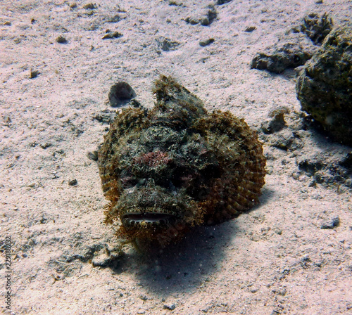 stone fish