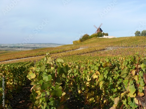 Fotografie Moulin de Verzenay et vignoble champenois en automne. Marne