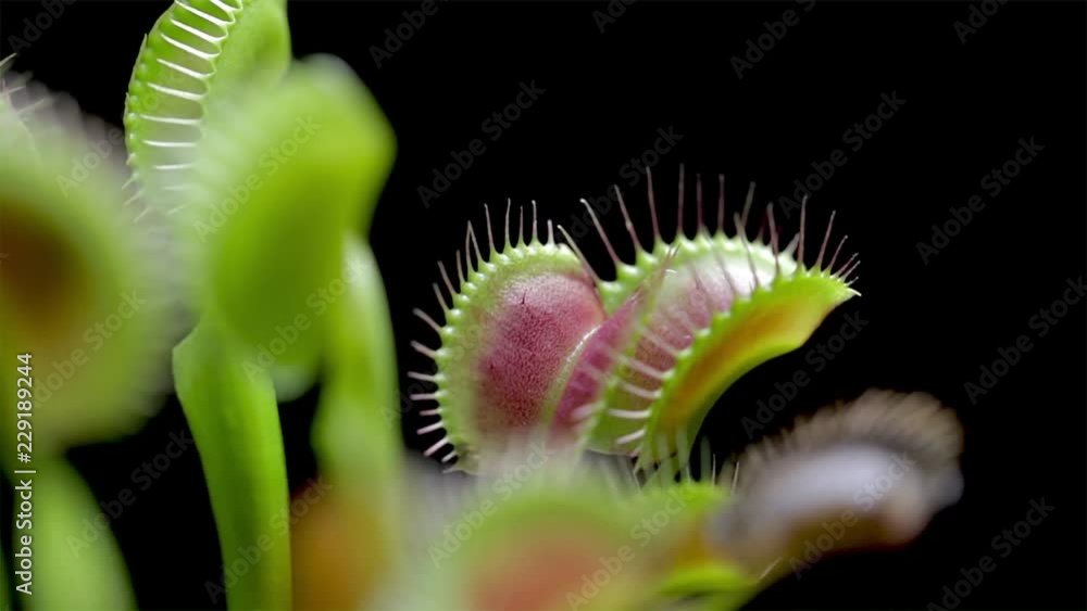 Wide panoramic view of a Venus Flytrap with its leaves wide open waiting to catch prey. Fly
