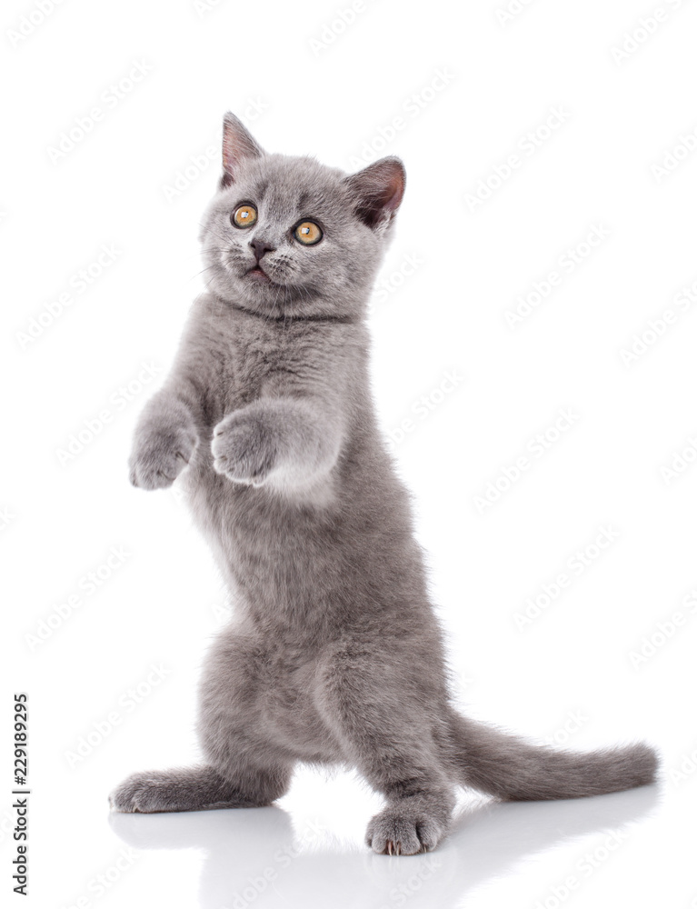 Gray cat walking on the hind legs