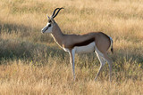 Springbock Etoscha Nationalpark