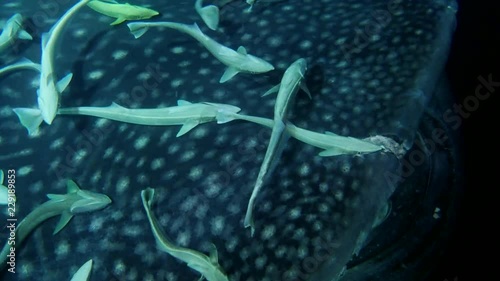 School of Remora fish on the head of a Whale Shark. Remora fish, Live sharksucker or Slender sharksucker - Echeneis naucrates and Whale Shark - Rhincodon typus, night diving, Indian Ocean, Maldives photo