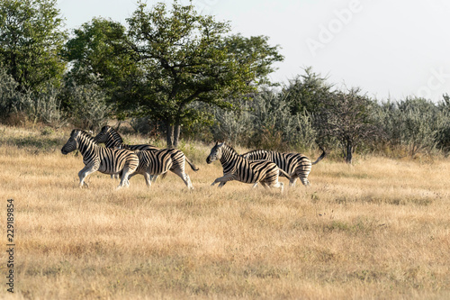 Zebras Etoscha Nationalpark