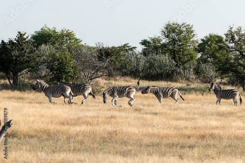 Fototapeta Naklejka Na Ścianę i Meble -  Zebras Etoscha Nationalpark