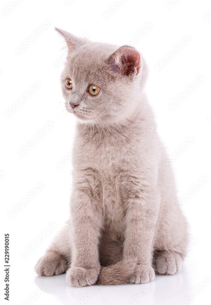 Obraz premium The cat visiting photographer. isolated on a white background