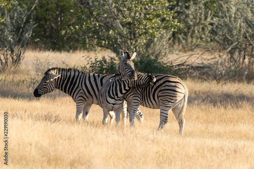 Zebras Etoscha Nationalpark