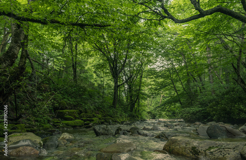 Great Smoky Mountains Expressway, Cherokee, North Carolina - June 19, 2018: River through the interior of a forest in Great Smoky Mountains