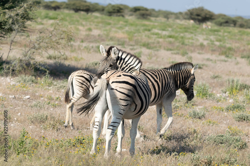 Zebras Etoscha Nationalpark