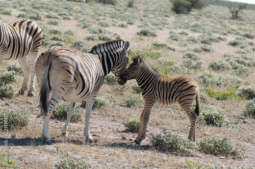 Zebras Etoscha Nationalpark