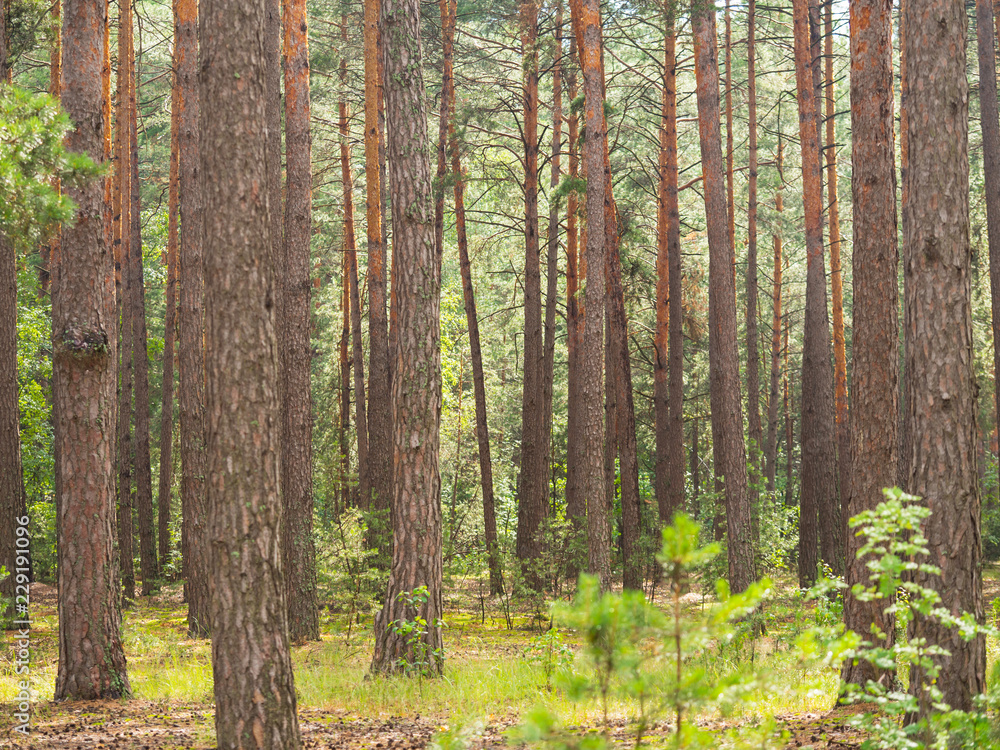 Naklejka premium Pine tree trunks in the forest, selective focus