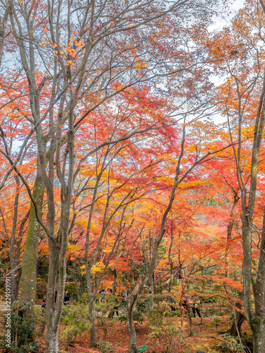 Colorful leaves in forest in Japan autumn