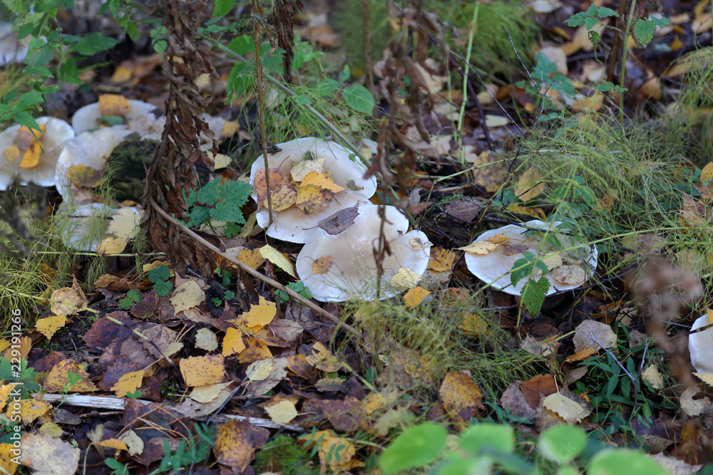 Picturesque fallen leaves lie on autumn ground
Picturesque fallen leaves lie on autumn ground