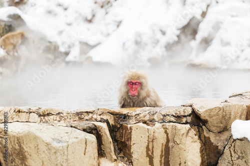 animals, nature and wildlife concept - japanese macaque or snow monkey in hot spring of jigokudani park photo