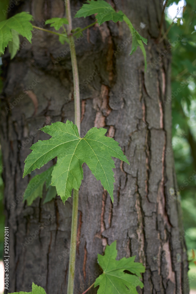 Acer saccharinum