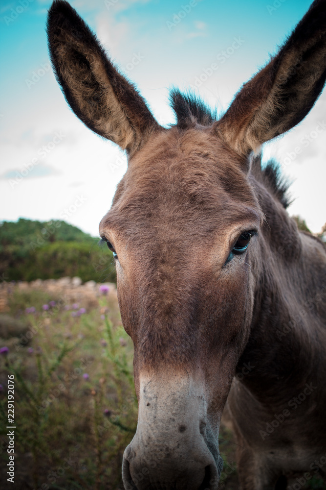 Portrait of a funny looking Cute fluffy rural donkey in Sardinia, Italy Portrait of a funny looking Cute fluffy rural donkey in Sardinia, Italy