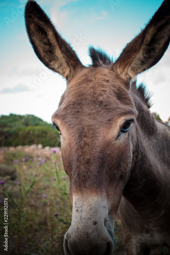 Portrait of a funny looking Cute fluffy rural donkey in Sardinia, Italy   © Spada Films