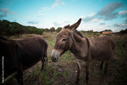 Portrait of a funny looking Cute fluffy rural donkey in Sardinia, Italy 