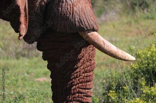 Elephant