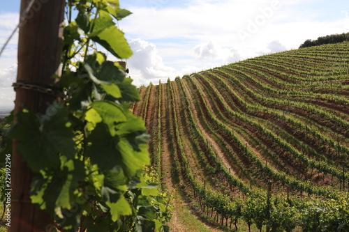 Weinlandschaft