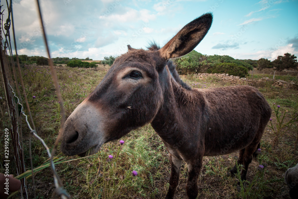 Portrait of a funny looking Cute fluffy rural donkey in Sardinia, Italy  