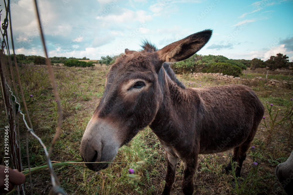Portrait of a funny looking Cute fluffy rural donkey in Sardinia, Italy Portrait of a funny looking Cute fluffy rural donkey in Sardinia, Italy