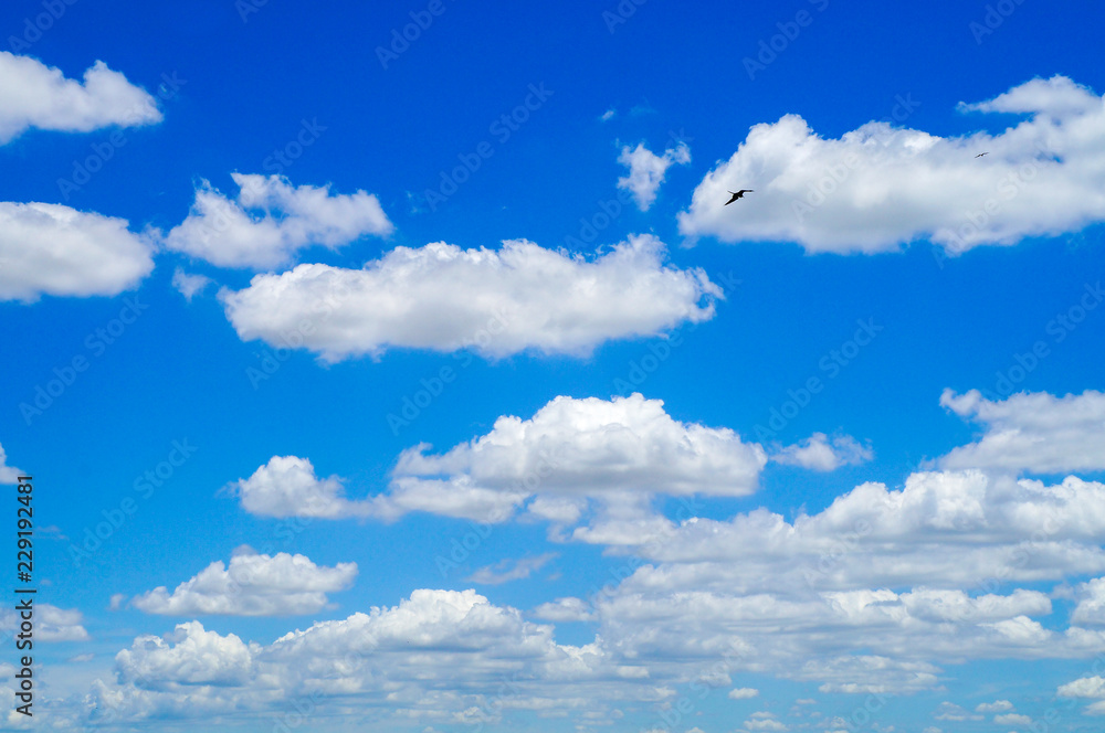 Fototapeta premium blue sky with white clouds and birds