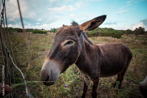 Portrait of a funny looking Cute fluffy rural donkey in Sardinia, Italy   © Spada Films