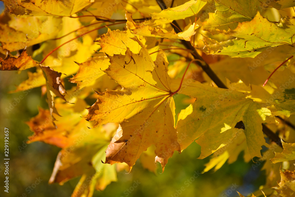 Yellow maple leaves against the blue sky. Autumn concept Yellow maple leaves against the blue sky. Autumn concept