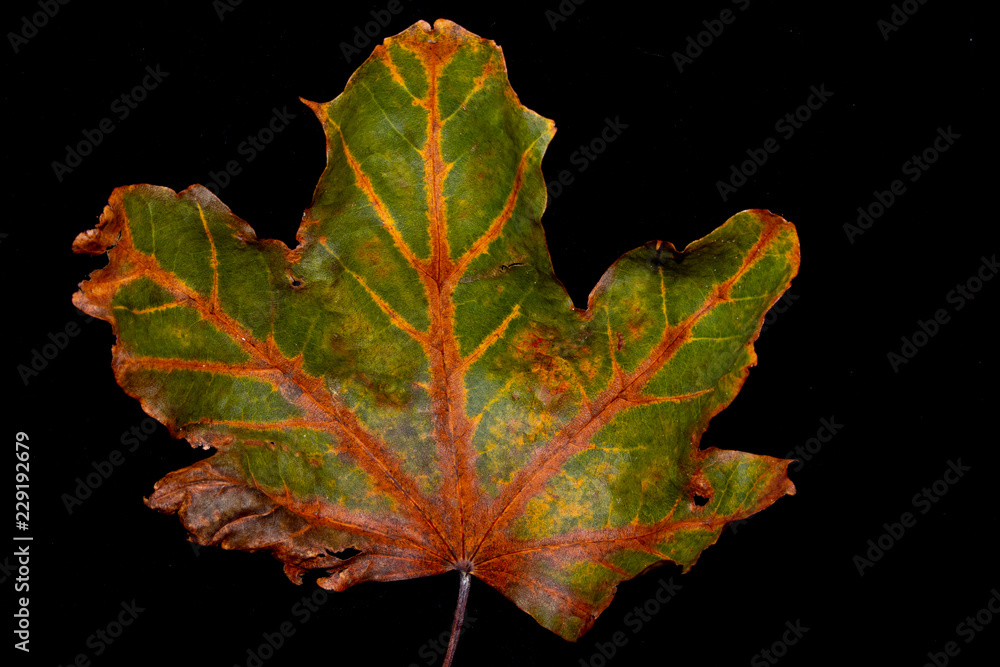 Sycamore Tree Leaf Decaying Autumn Red, Orange, Yellow, On Black Background Sycamore Tree Leaf Decaying Autumn Red, Orange, Yellow, On Black Background