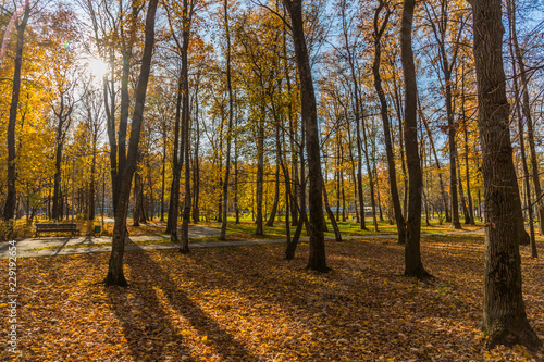 Autumn foliage in the park. October  Moscow  