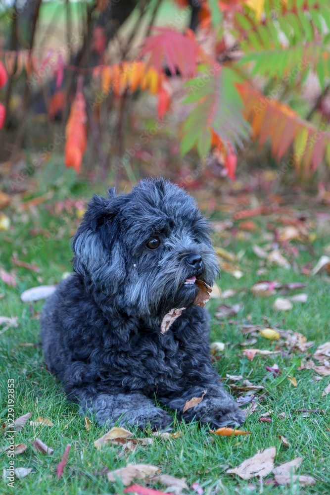 puppy dog qutumn park puppy dog qutumn park