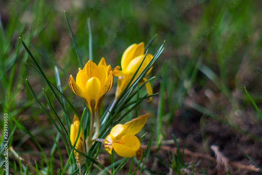 crocus - one of the first spring flowers crocus - one of the first spring flowers
