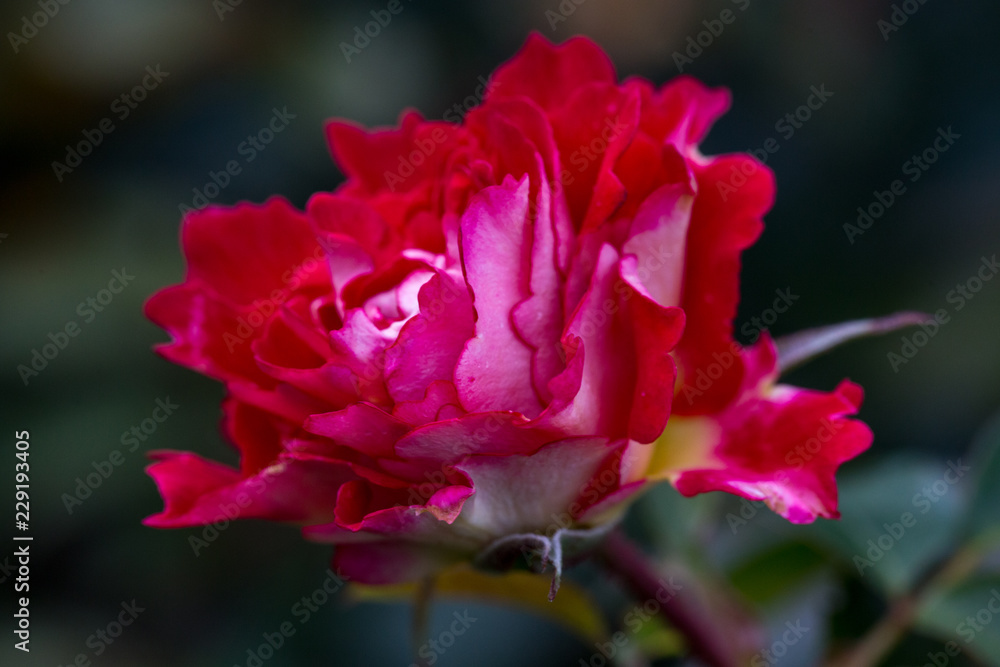 Beautiful red-pink rose in the autumn garden with an unusual form of petals. Latvia Beautiful red-pink rose in the autumn garden with an unusual form of petals. Latvia