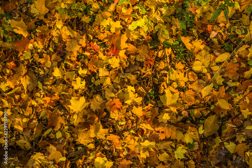 Texture of the  autumn carpet . October  Moscow