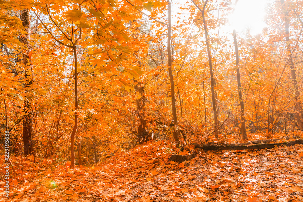 Obraz premium Autumn foliage in the park. October, Moscow