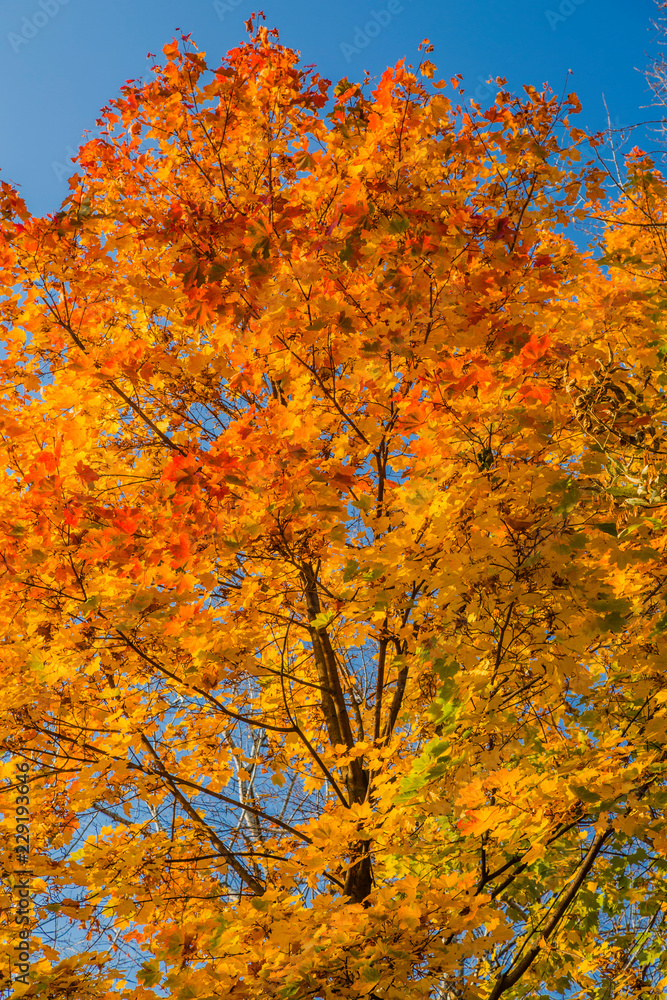 Autumn foliage in the park. October, Moscow