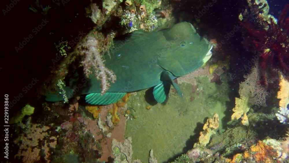 Green Humphead Parrotfish - Bolbometopon muricatum clung to the reef at night, Bali, Indonesia