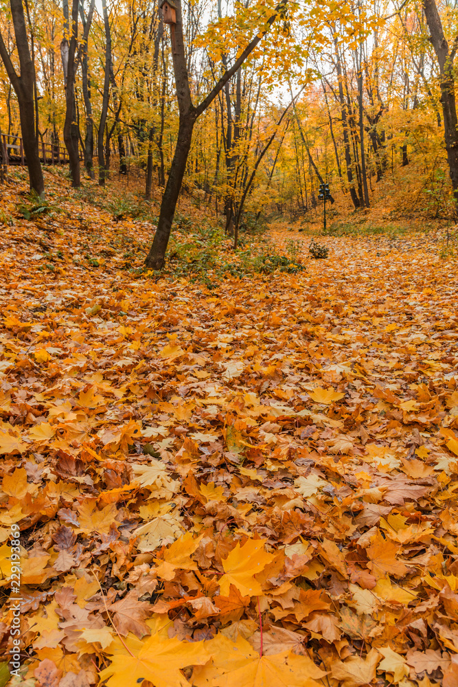 Autumn foliage in the park. October, Moscow